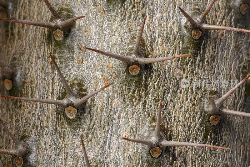 Pachypodium lamerei马达加斯加棕榈